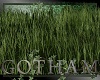 DC - Ivy  tall grass 3