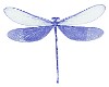 Baby Blue Dragonfly
