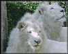 White lions sticker