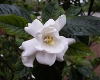  Gardenia Flower Rug
