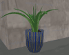 Aloe Vera Blue Gold Vase