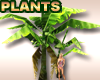 Large Palm Plants