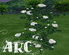 ARC White Roses