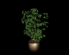 Elegant Plant 5