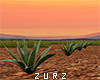 Z| Tequila Mexico