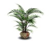 Ornate Tropical Plant