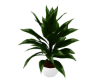 Plants 6