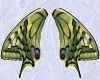 *P*Yellow Swallowtail