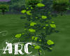 ARC Green Roses