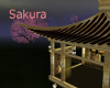 Sakura Love