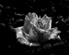 Darkened White Rose