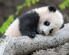 Panda Pic 1