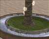 ! May Palm set x4