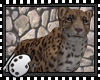 (*A) Leopard