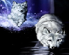 White Wolves Picture