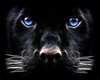 Black Tiger blue eyes