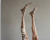 daddy long legs