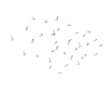 animated flock of seagul