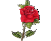 Sparkling Red Rose