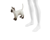 Siamese Kitten M/F