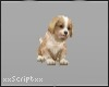 SCR. Animated Puppy