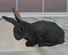 little rabbit black
