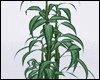 *Y* Bamboo Plant v2