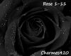7th Rose Part 1