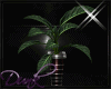 Q Dark Love Plant