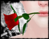 [SS] Red Rose (M)