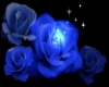 [SB] blue rose