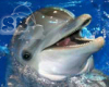 Spree Female Dolphin