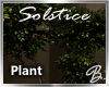 *B* Solstice Ficus Tree