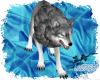 Blue Eyed Lght Gray Wolf