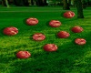 Ground /Table Apples