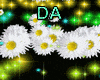 Daisy Light
