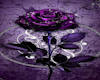 PURPLE ROSE CURTAIN