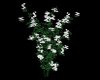 (S) White Flower Bush