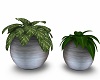 !! Our Plants