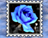 *BS blue rose