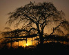 Picture sunset tree