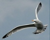 Animated Seagull