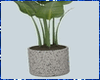 Kawaii Plant