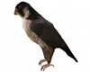 Animated Falcon