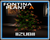FONTINA Plant