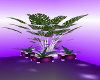 decorative potted plant