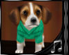 {M}Boy Beagle2 Pet w/S