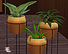 Bedroom / Plants