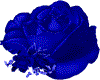 boden  blaue rosen
