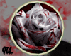 Round Blood Rose